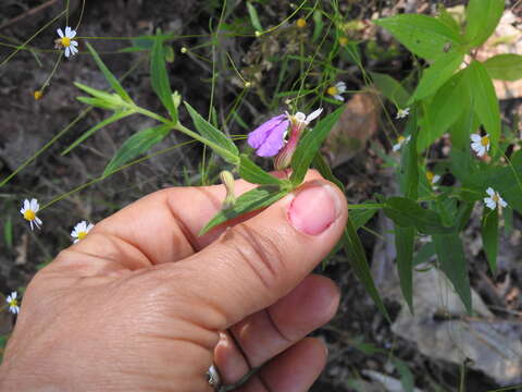 Image of Wright's waxweed