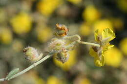 Helianthemum caput-felis Boiss. resmi