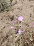 Слика од Sphaeralcea obtusiloba (Hook.) G. Don