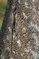 Image of Red-lipped Arboreal Alligator Lizard