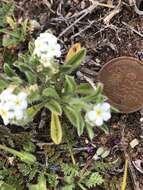 Image of thicksepal cryptantha