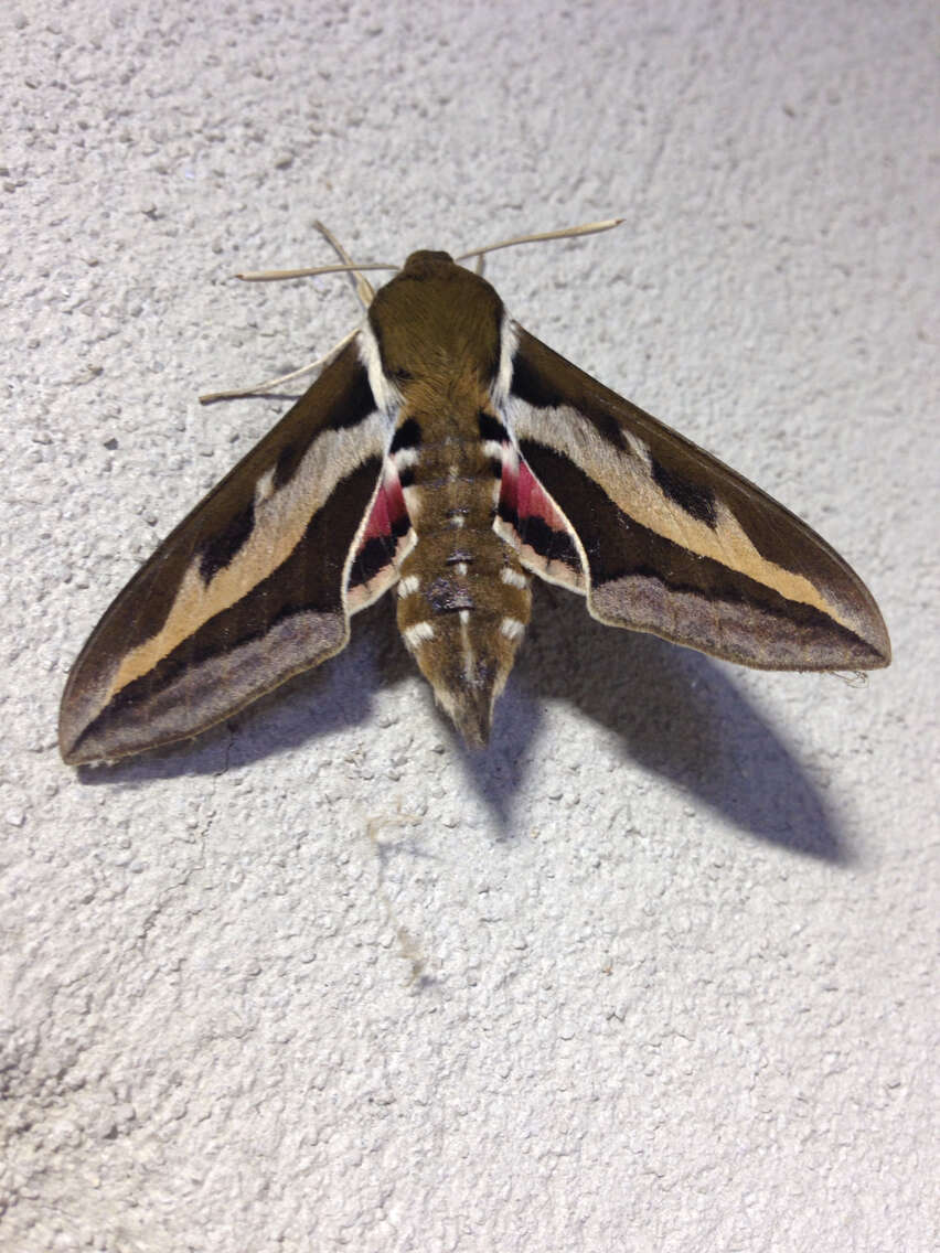 Image of Galium Sphinx