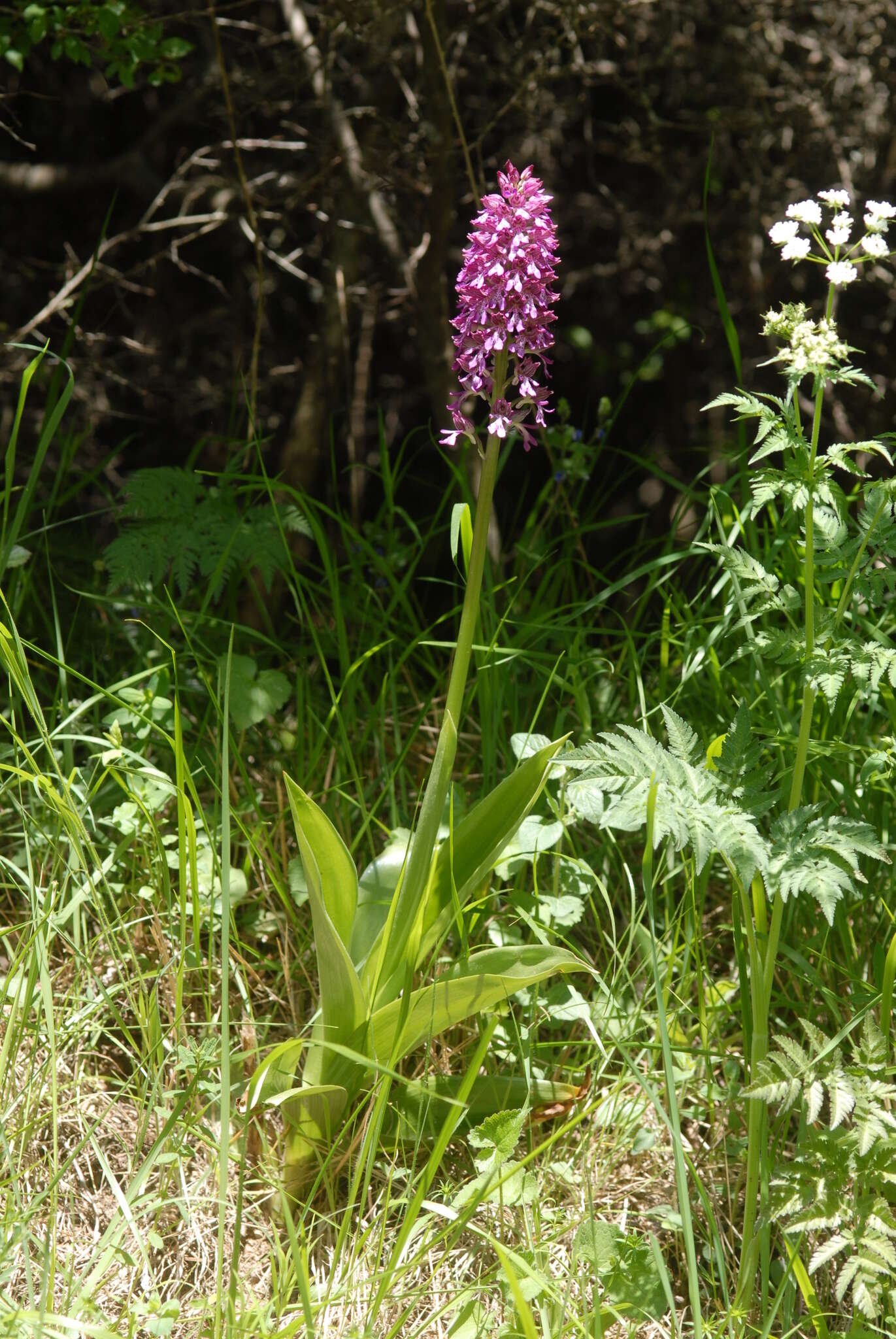 Image de Orchis hybrida (Lindl.) Boenn. ex Rchb.