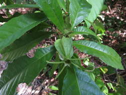 Plancia ëd Gardenia actinocarpa Puttock