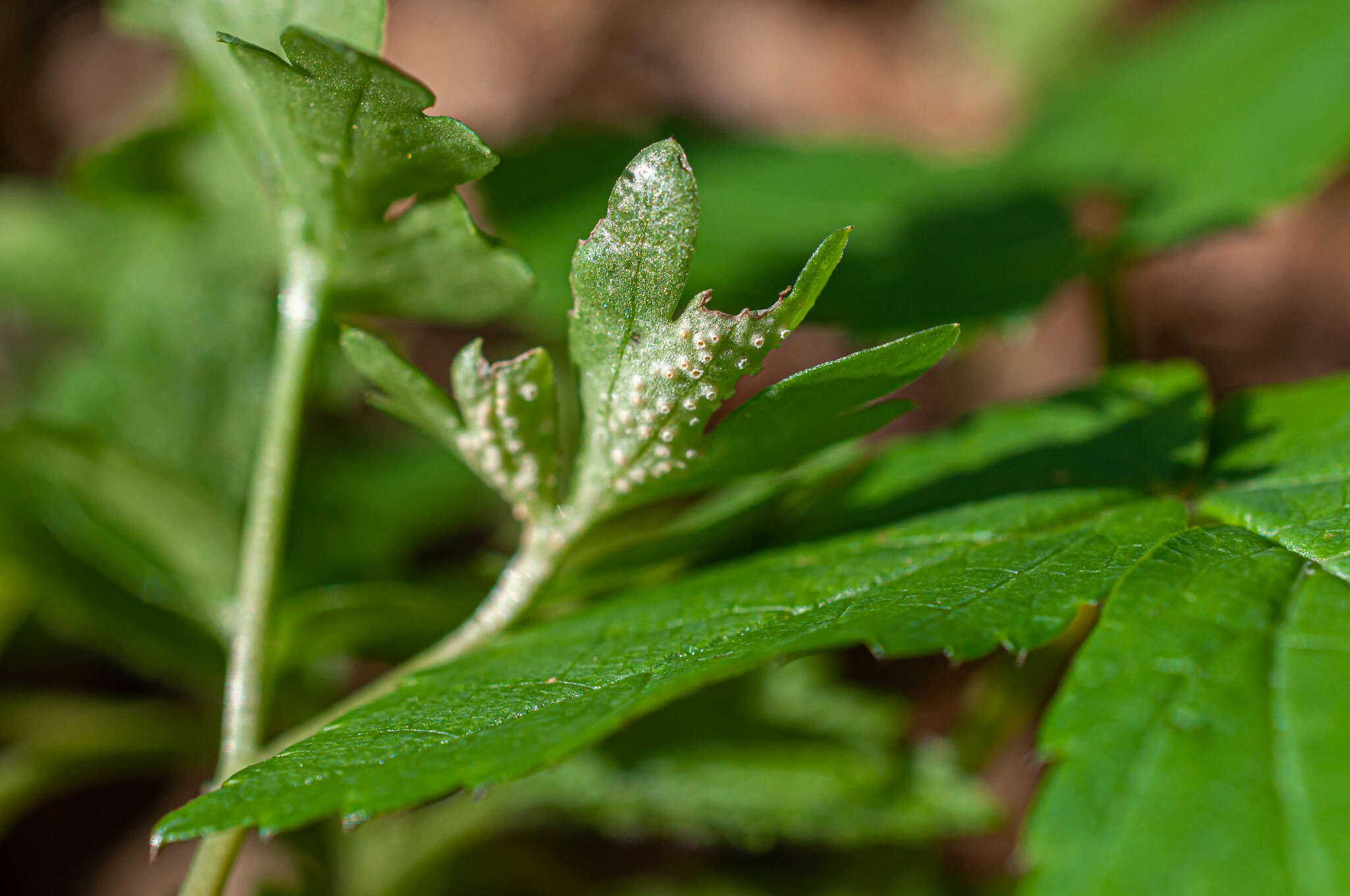 Puccinia albescens Grev. 1889的圖片