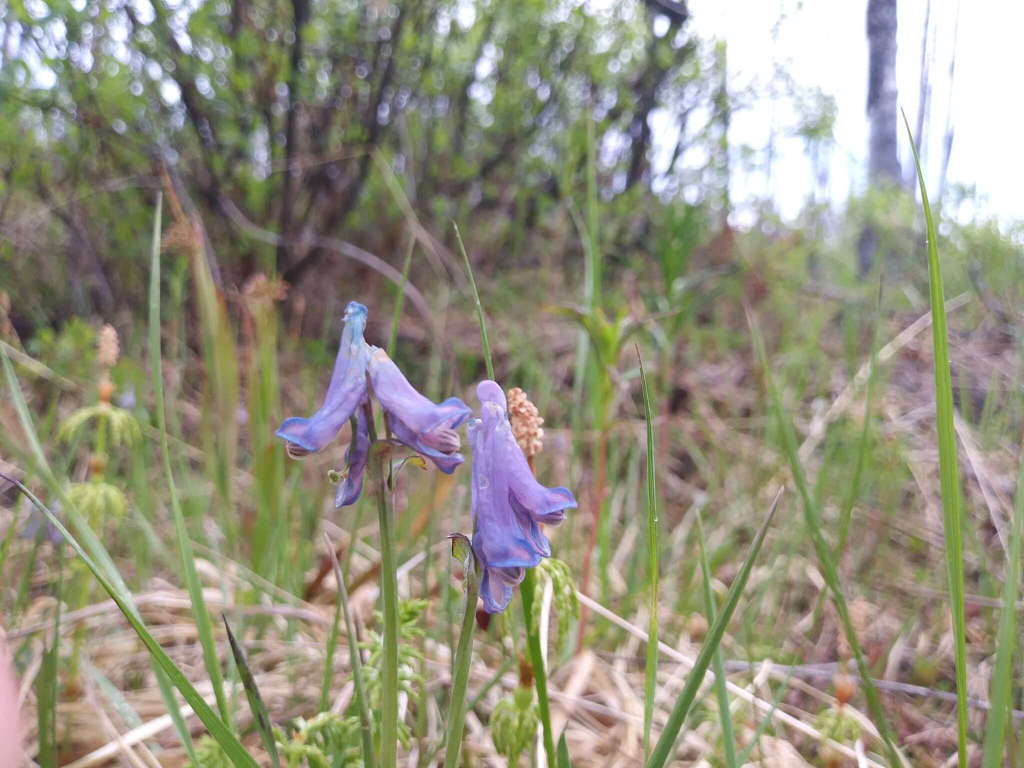 Imagem de Corydalis pauciflora (Willd.) Pers.