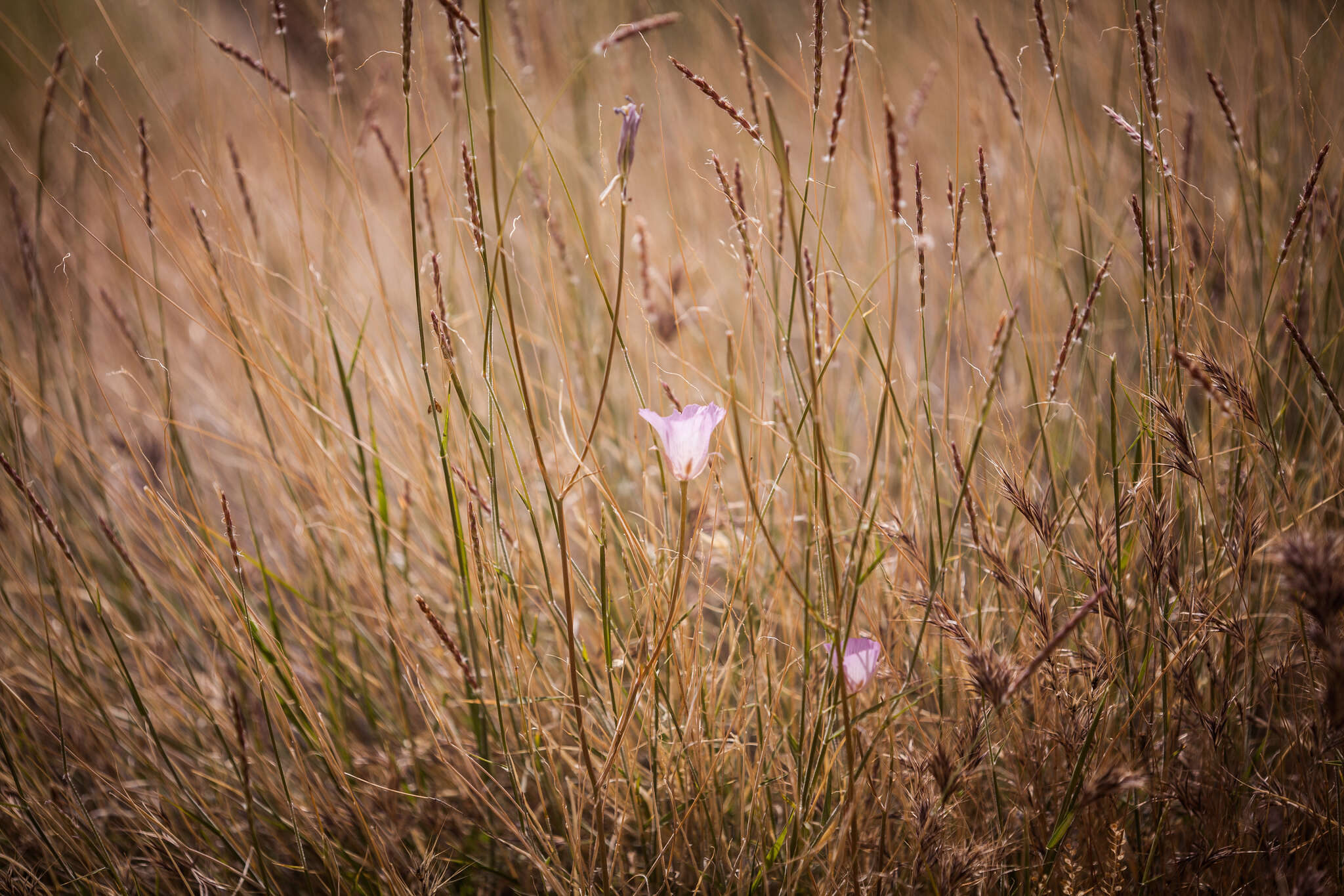 Image of alkali mariposa lily