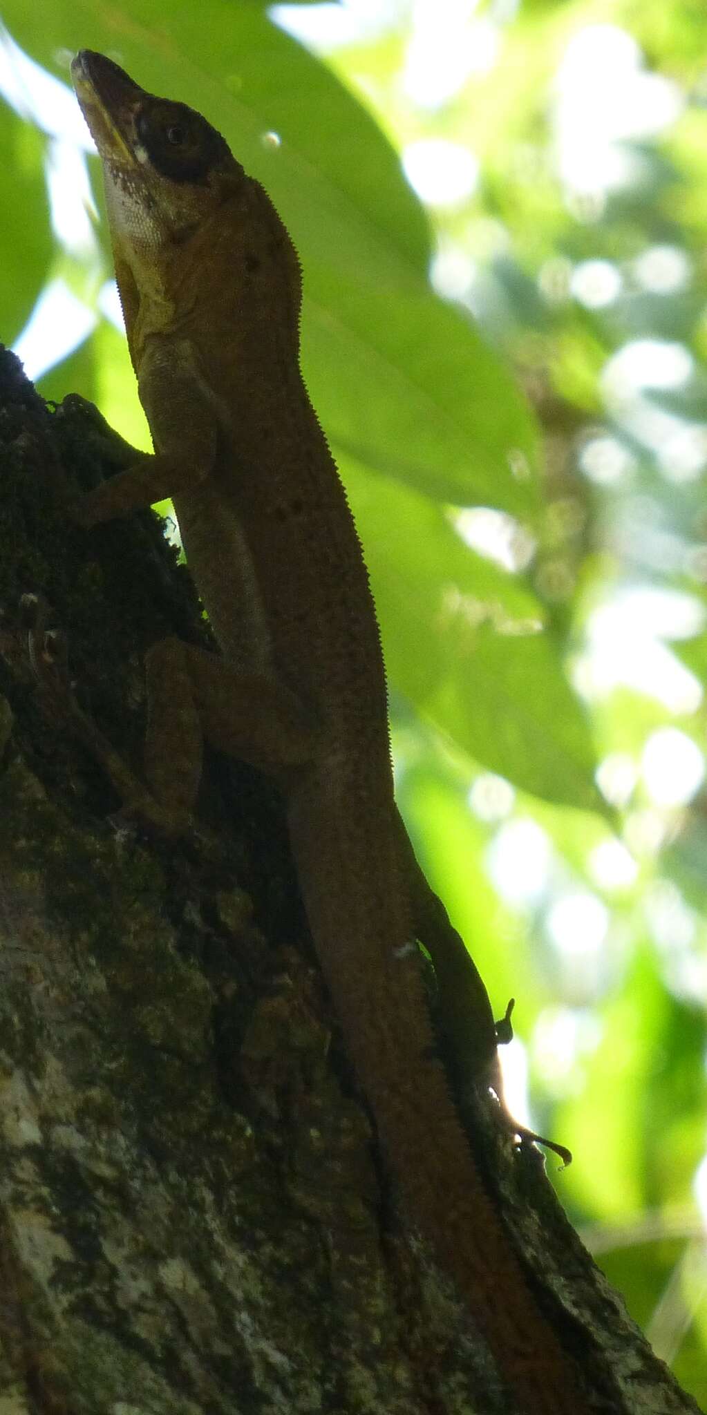 Image of Grenada tree anole