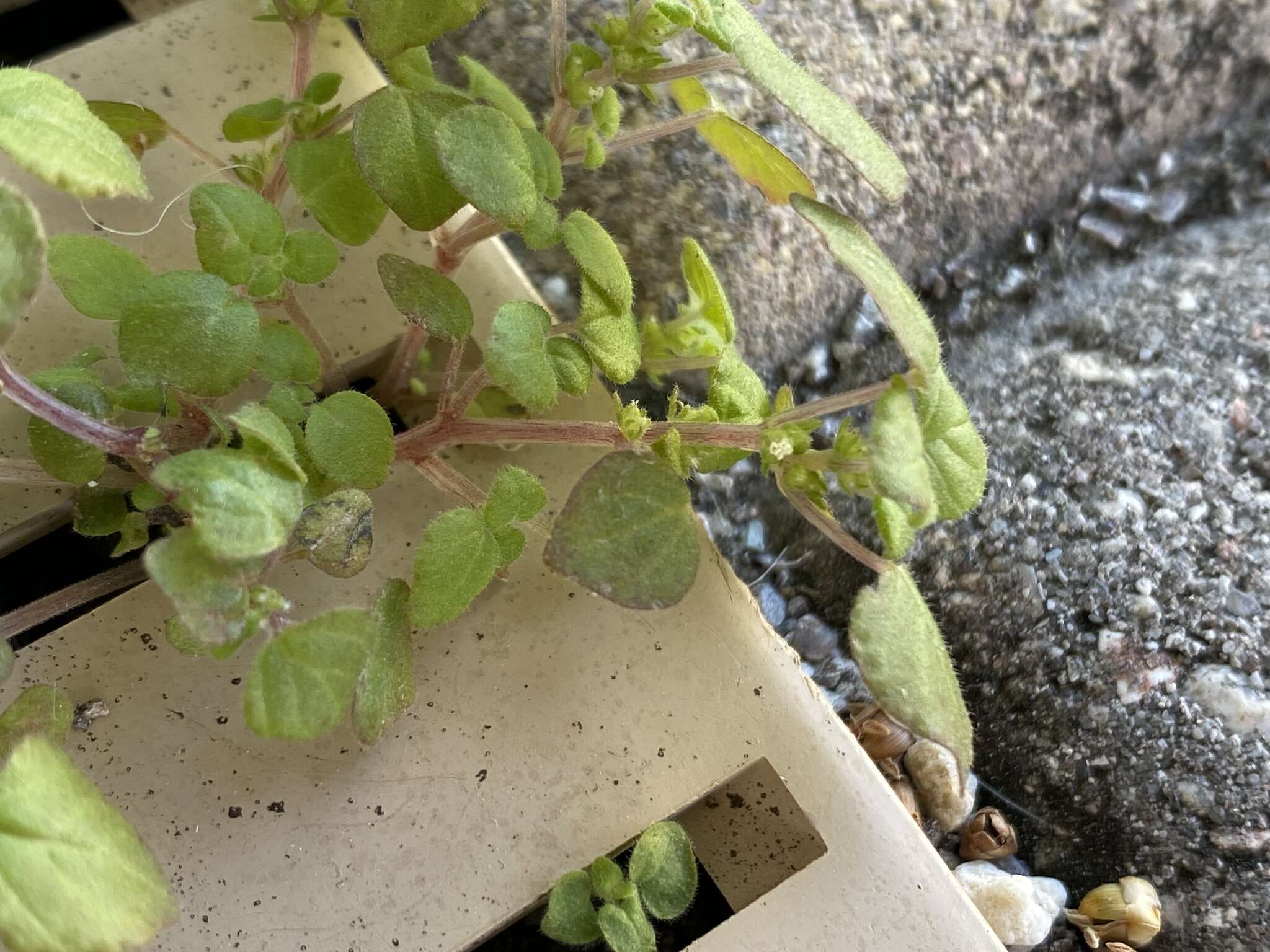 Image of Florida pellitory