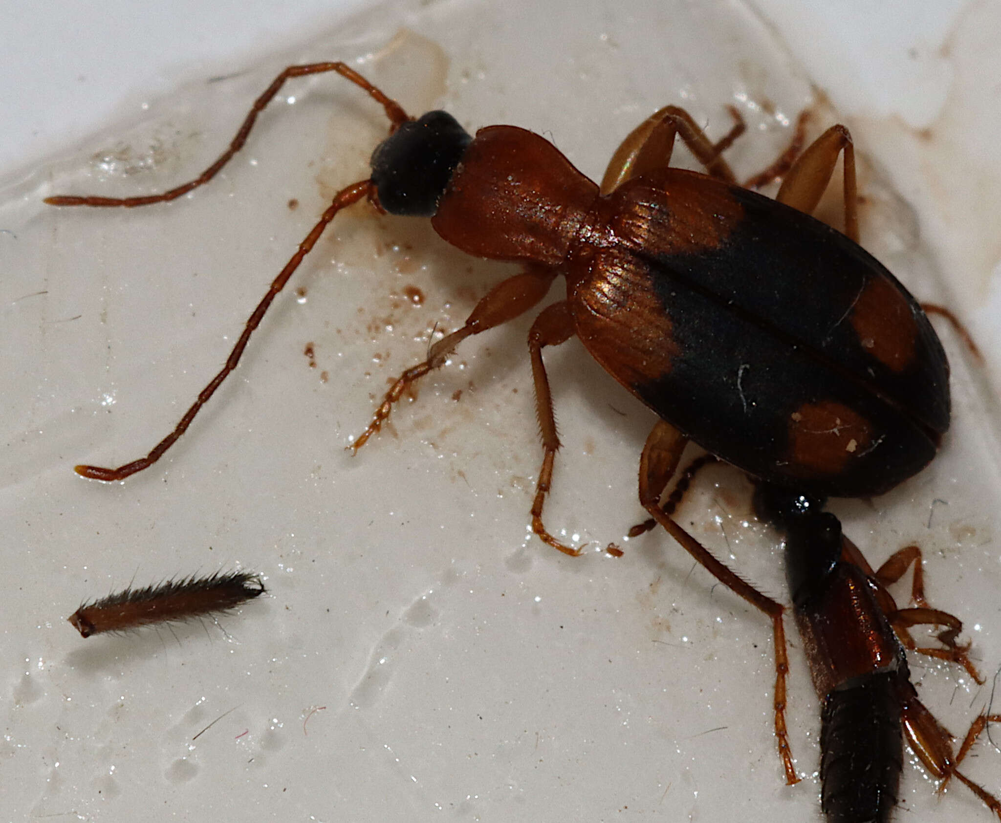 Sivun Agonum (Olisares) quadrimaculatum (G. Horn 1885) kuva