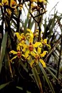 Image of Cyrtochilum auropurpureum (Rchb. fil.) Dalström