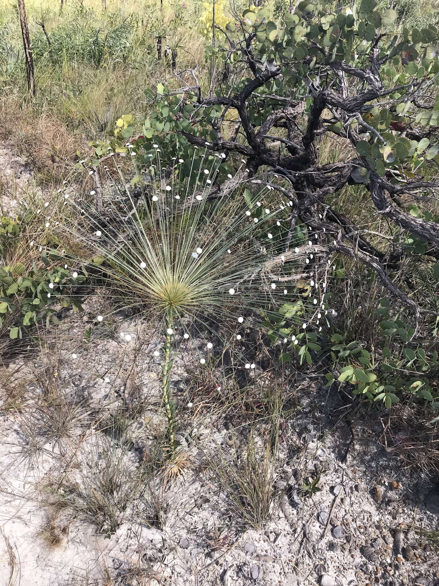 Imagem de Paepalanthus chiquitensis Herzog