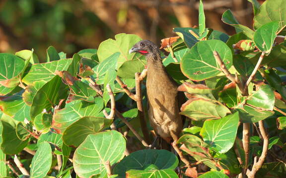 Image of Rufous-vented Chachalaca