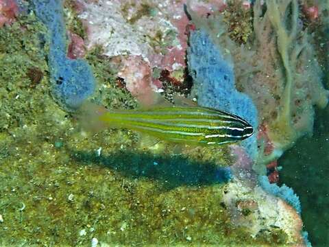 Image of Coral cardinalfish