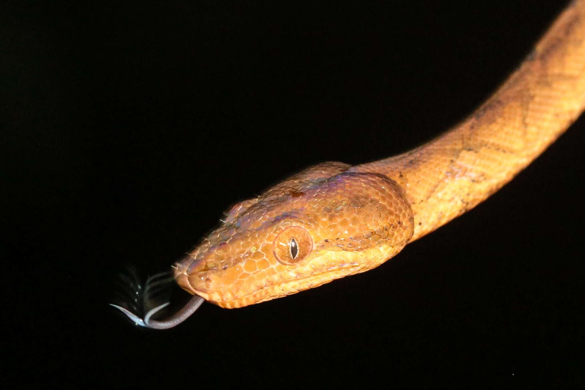 Image of Ringed Tree Boa