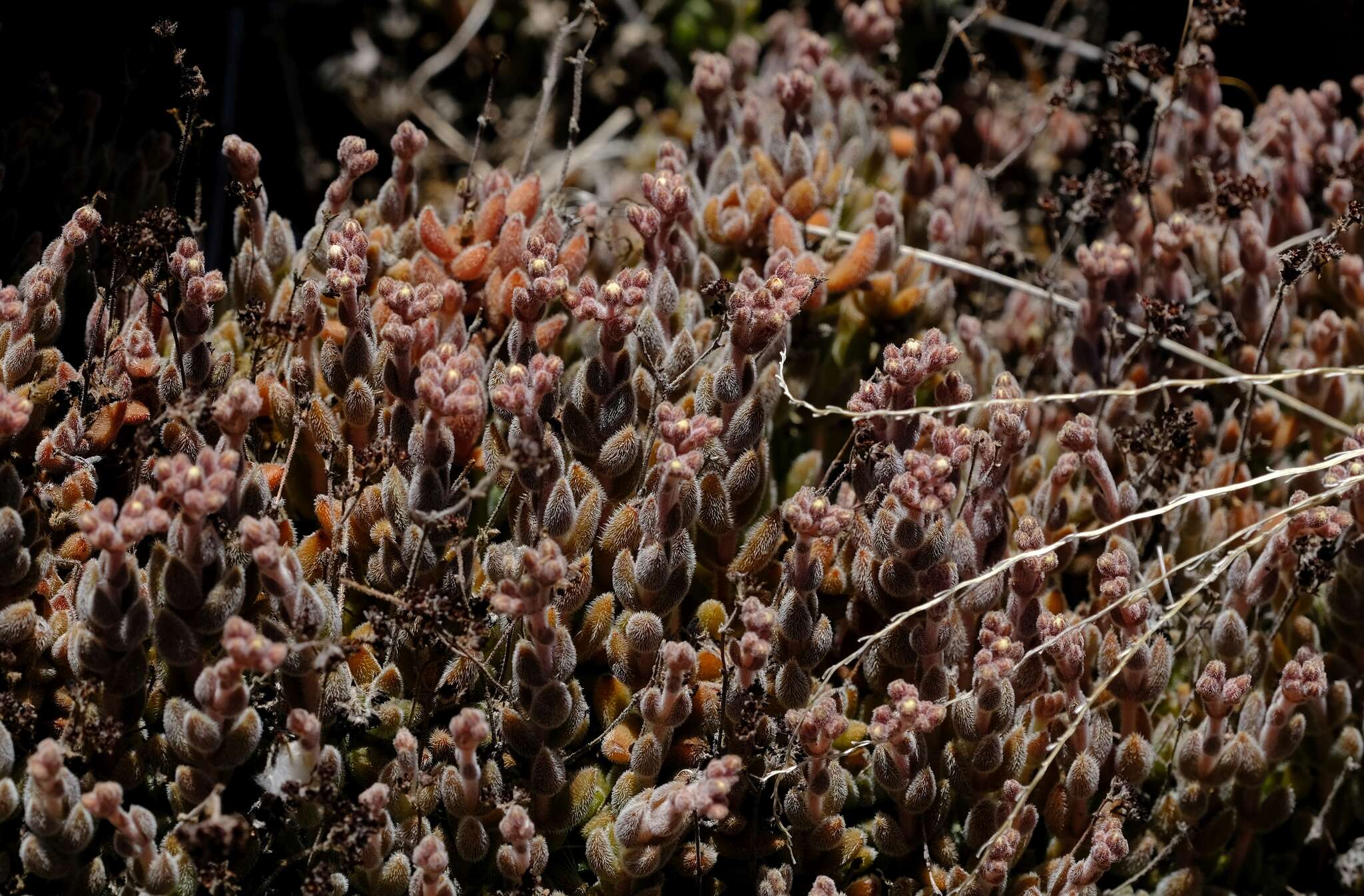 Image of Crassula lanuginosa var. pachystemon (Schönl. & Bak. fil.) Tölken