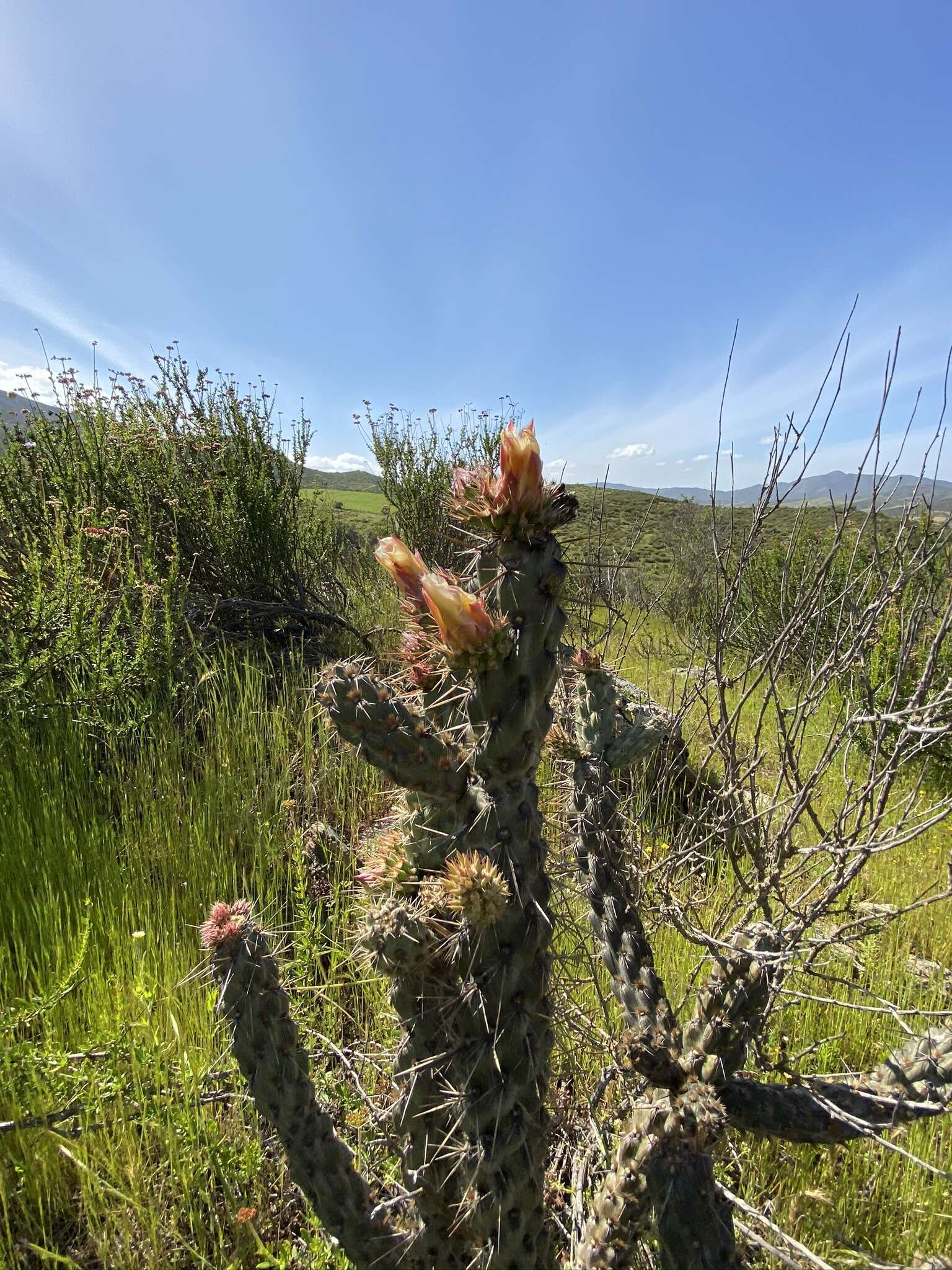 Image of California pricklypear