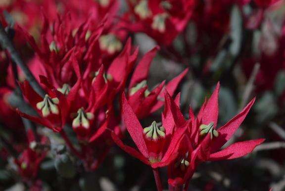 Image of Microloma calycinum E. Mey.