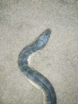 Image of Common or beaked seasnake