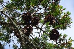 Image of Chinese Douglas-fir