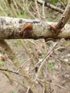 Imagem de Auricularia fuscosuccinea (Mont.) Henn. 1893