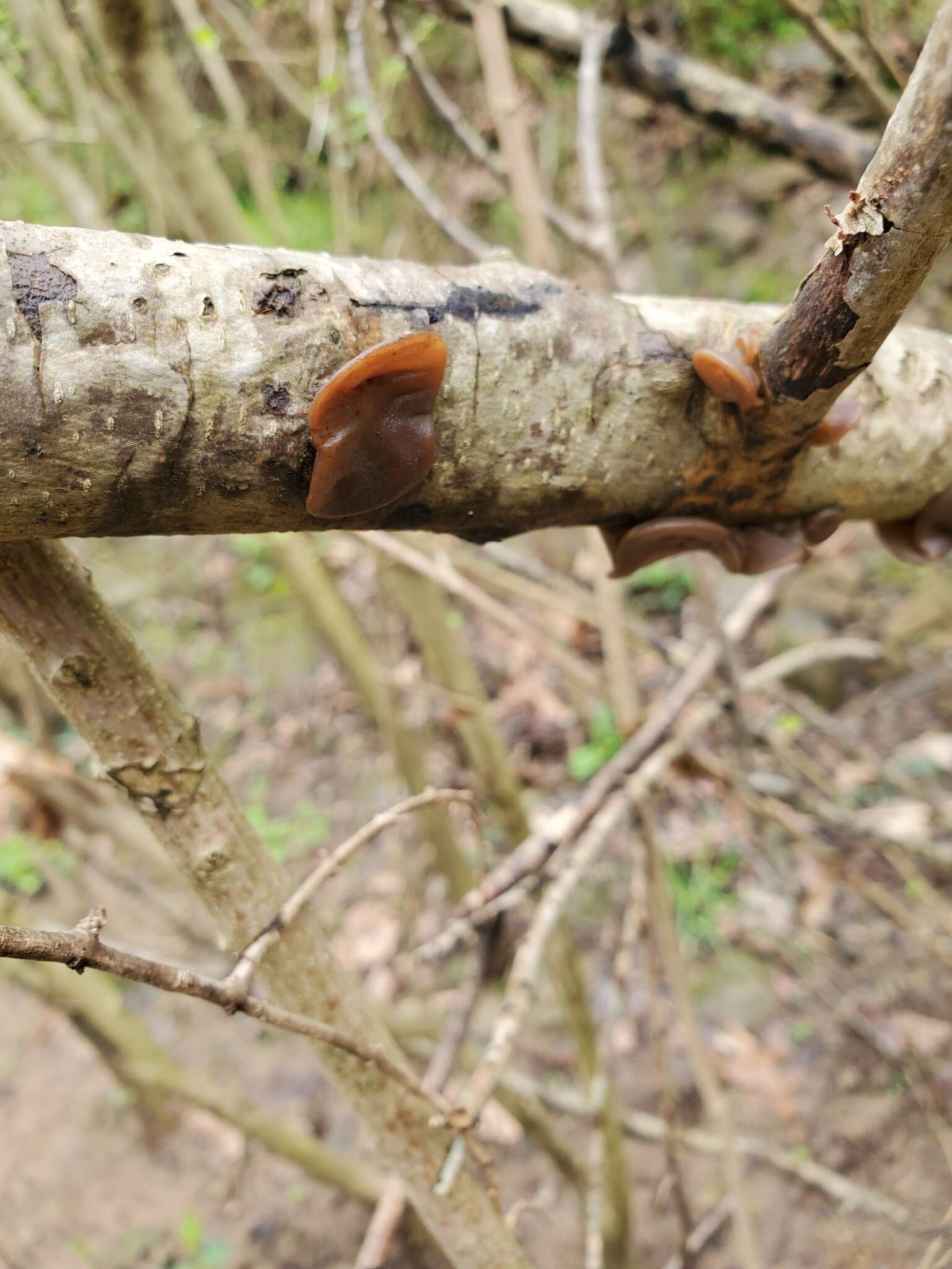 Image de Auricularia fuscosuccinea (Mont.) Henn. 1893