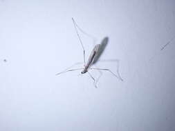 Image of Crane fly