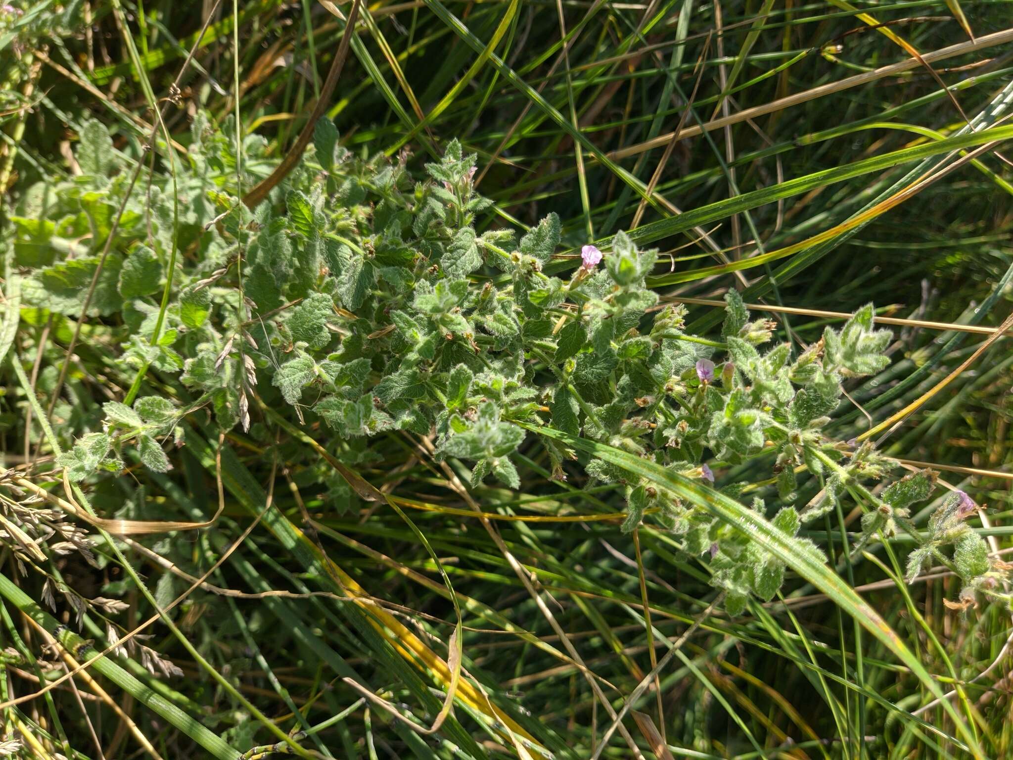 Imagem de Teucrium scordium subsp. scordioides (Schreb.) Arcang.