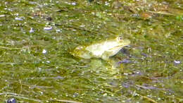 Image of Epirus Pool Frog