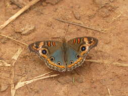 Image of Tropical Buckeye