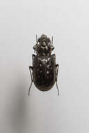 صورة Blethisa multipunctata (Linnaeus 1758)