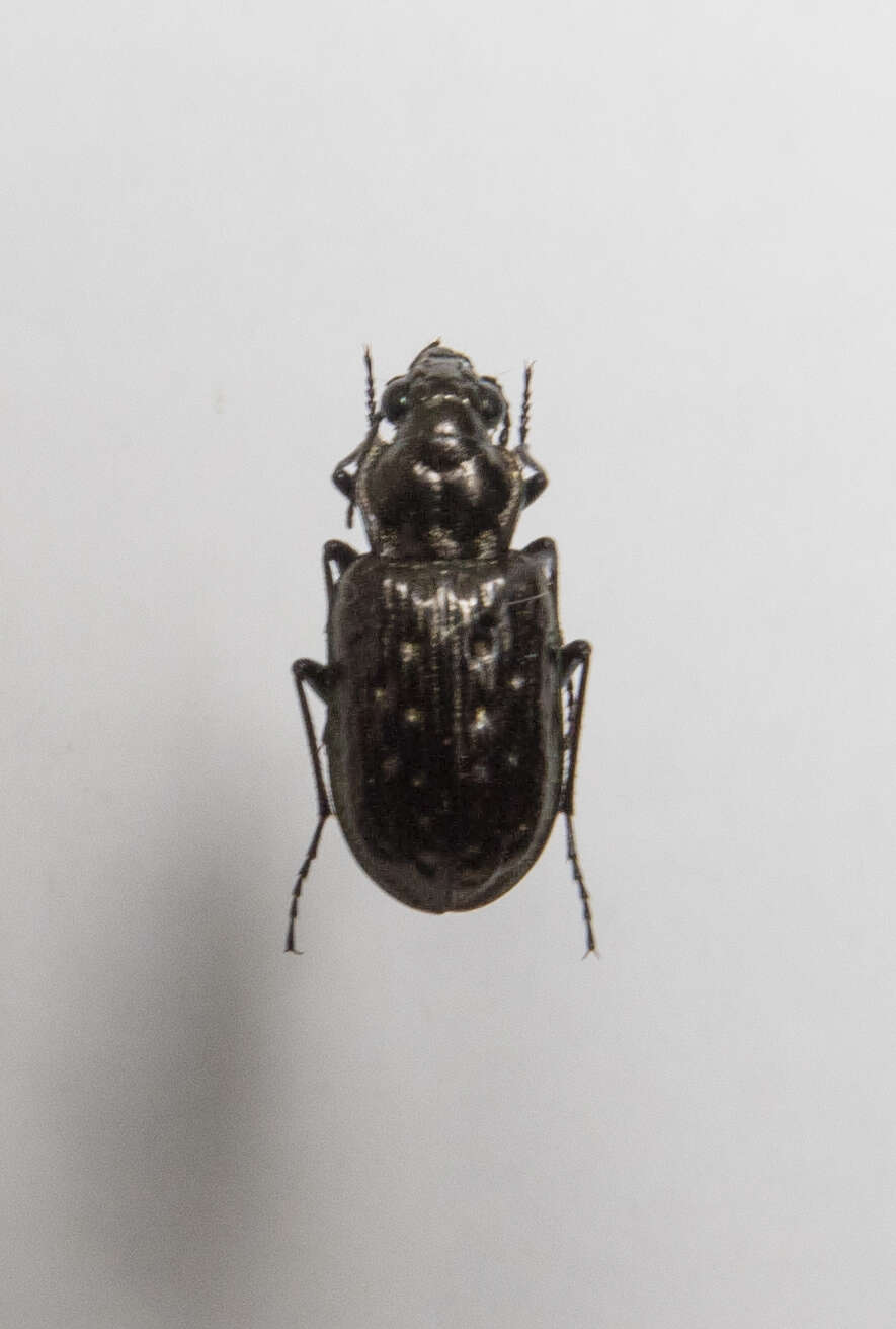 صورة Blethisa multipunctata (Linnaeus 1758)