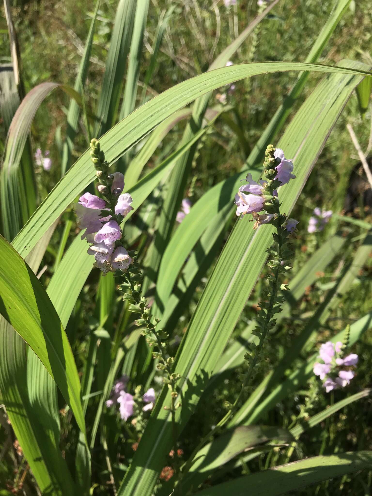 Image of Narrow-Leaf False Dragonhead