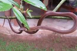 Image of Litter Snake