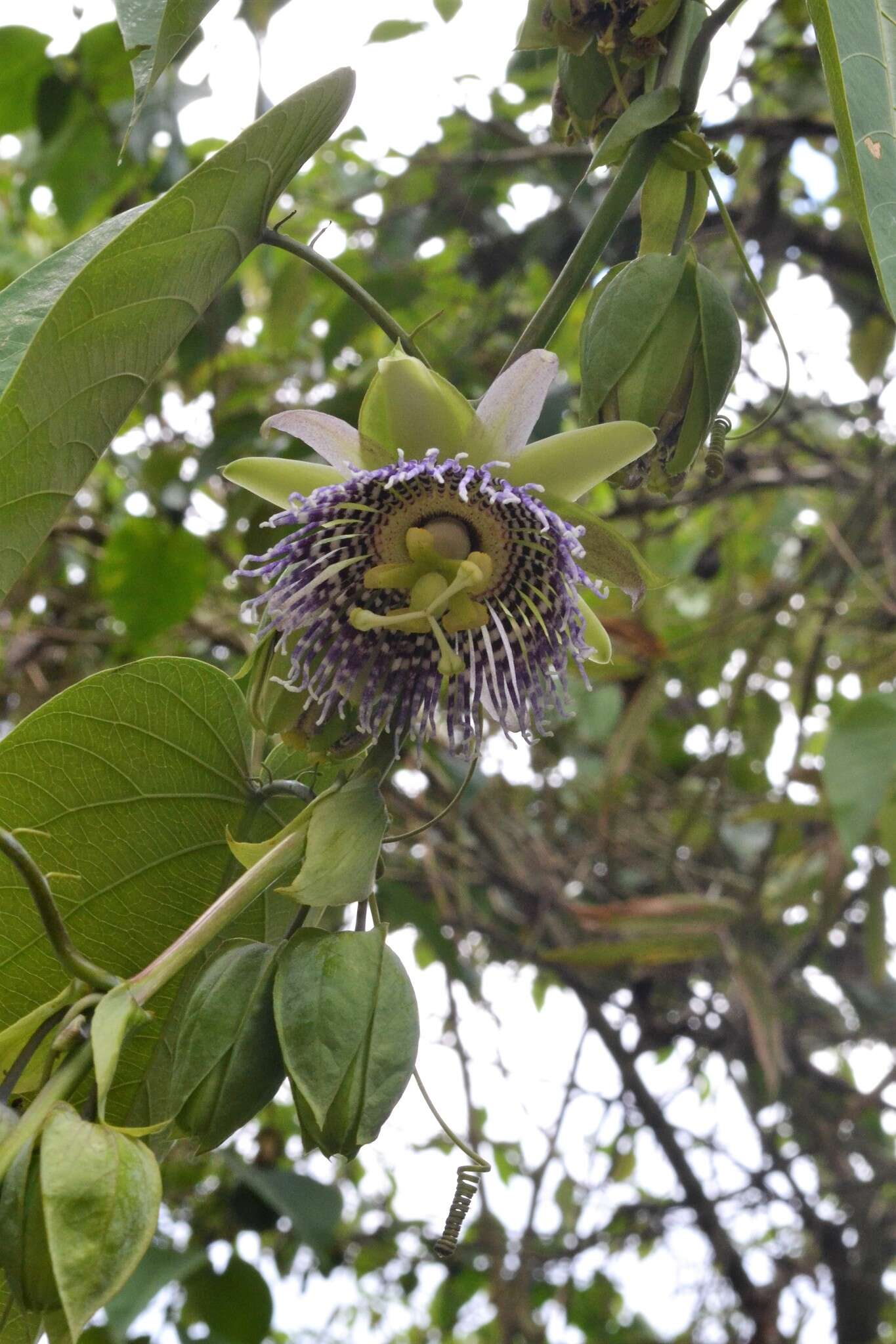 Imagem de Passiflora ligularis A. Juss.