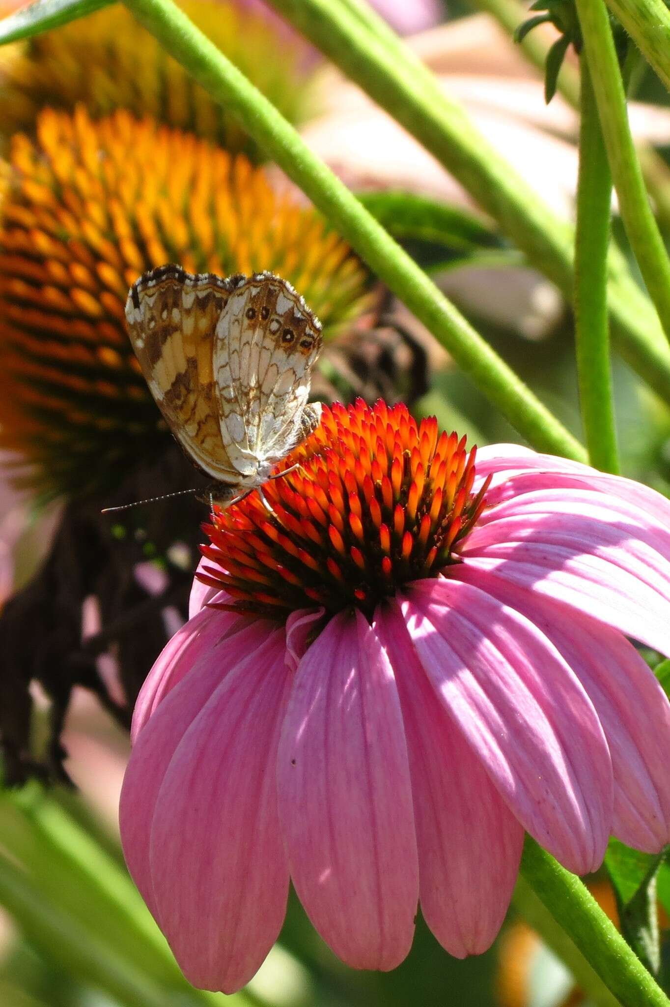 Image of Silvery Checkerspot