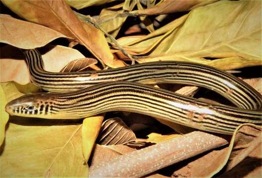 Image of Jointed Worm Lizard