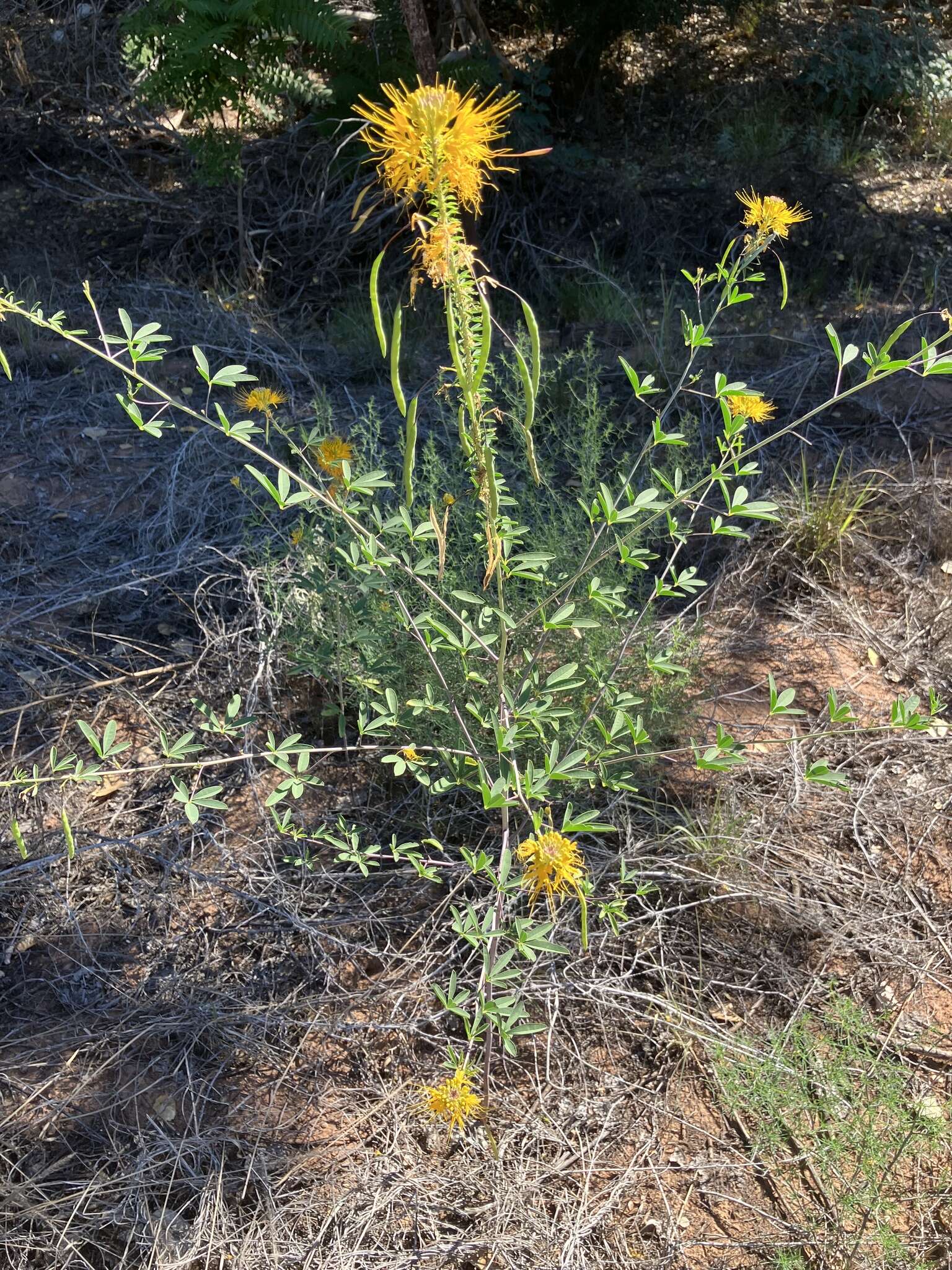 Image of Jones' Beeplant