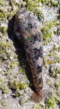 Image of Cortez clingfish