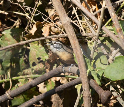 Image of Fawn-breasted Wren