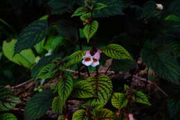 Image of Achimenes obscura C. V. Morton