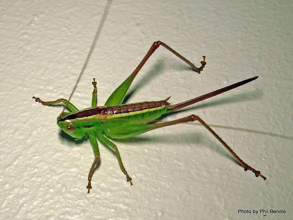 Image of Conocephalus (Anisoptera) bilineatus (Erichson 1842)