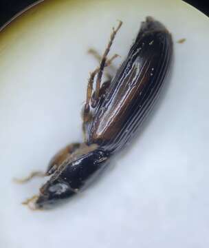 Image of Bradycellus (Stenocellus) nigerrimus Lindroth 1968