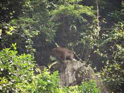 Image of Assam Macaque