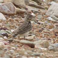 Image of Large-billed Lark