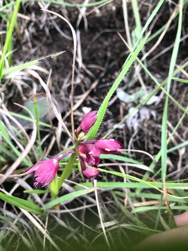 Image of Eulophia huttonii Rolfe