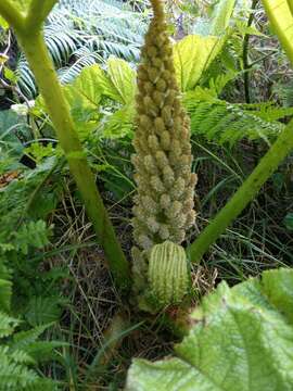 صورة Gunnera petaloidea Gaudich.