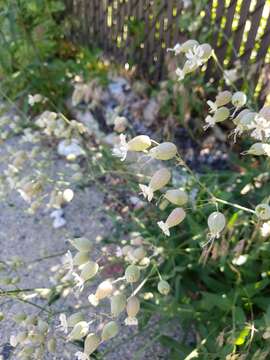 Image of Silene vulgaris subsp. vulgaris