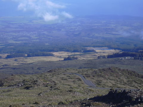 Image of Hawai'i red cranesbill
