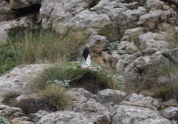 Image of Snowfinch